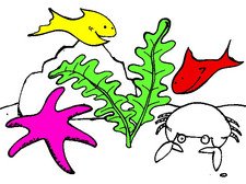 Drawing of a plant at the bottom of the sea with a vilolet starfish, white crab, red fish, and yellow fish surrounding it.