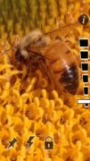 A closeup of a bee on a flower.
